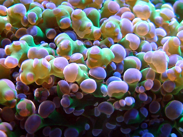 frogspawn_closeup.jpg