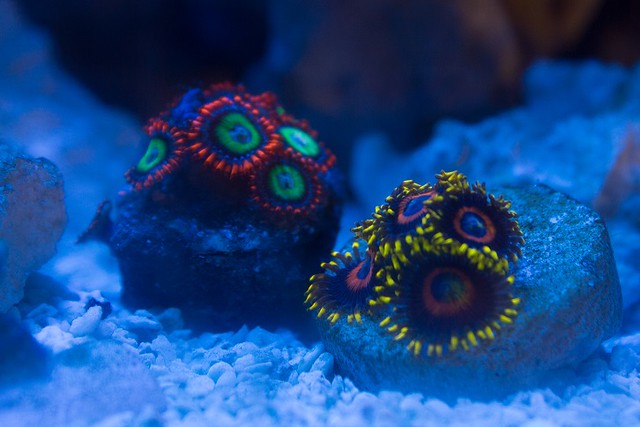 15868419726_d74ec8ef52_z.jpg