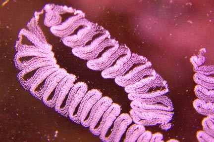 21402Ceritheggs-vi.jpg