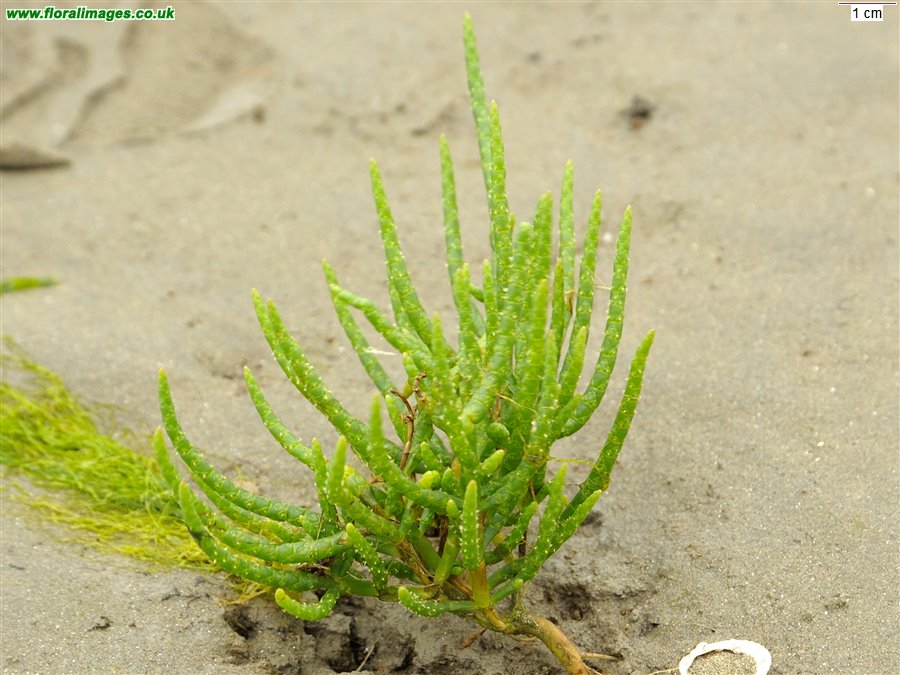salicornia_dolichostachya_2699.jpg