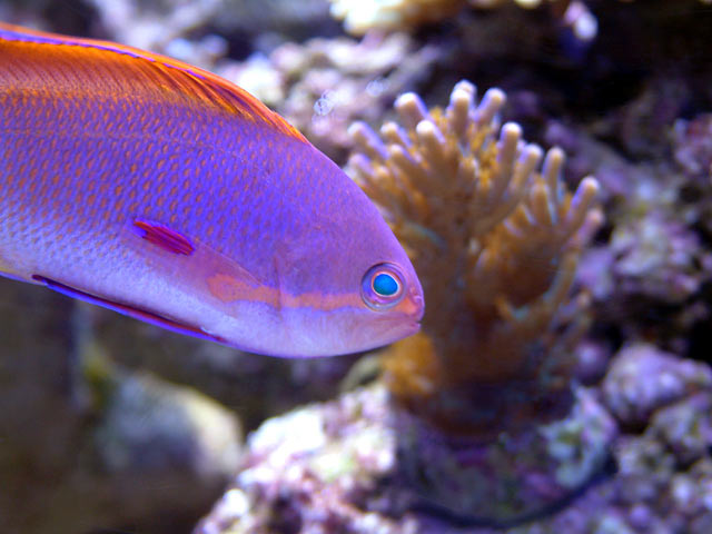 male_anthias_o.jpg