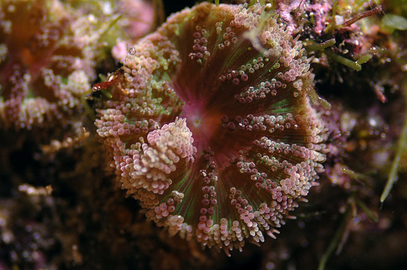 mini_carpet_1123.jpg