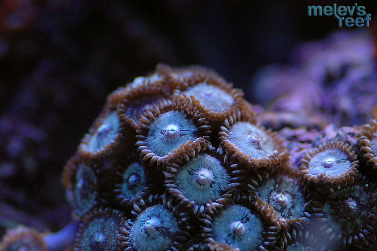 zoas1.jpg