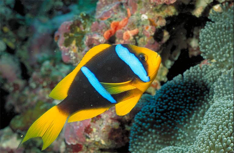 Amphiprion%20chrysopterus.jpg