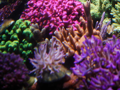 4324080570_571272e790.jpg