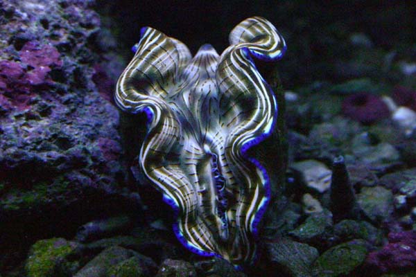 1014Dersa_Clam.jpg