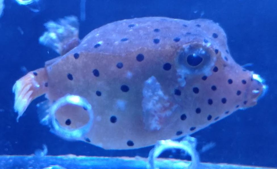 boxfish2.jpg