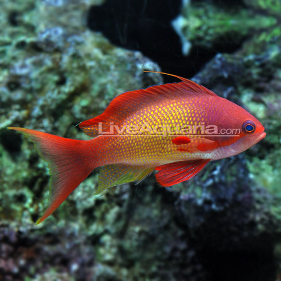 lg-89659-Maldives-Lyetail-A.jpg