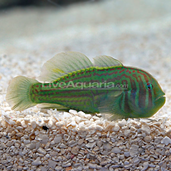 lg-71055-green-clown-goby.jpg
