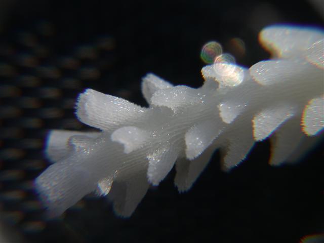 acro01_DSCN4314.JPG
