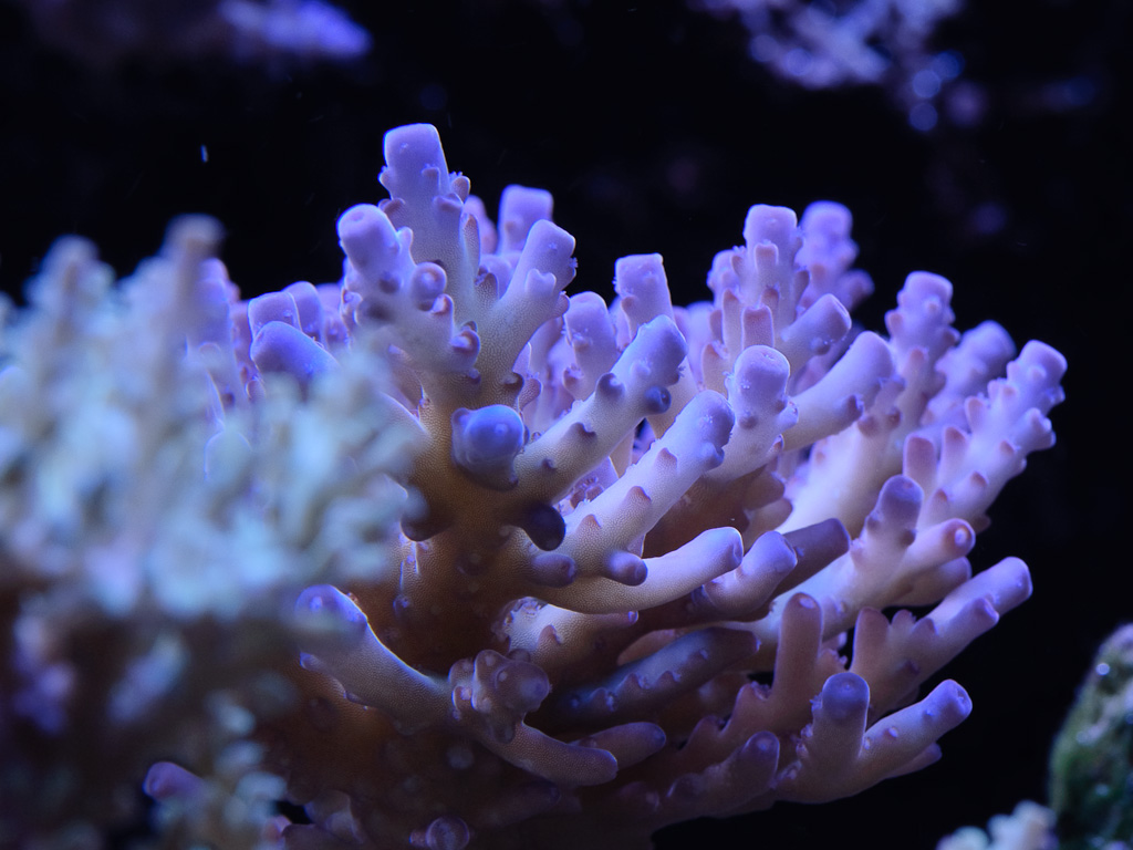 DSC_1799.jpg