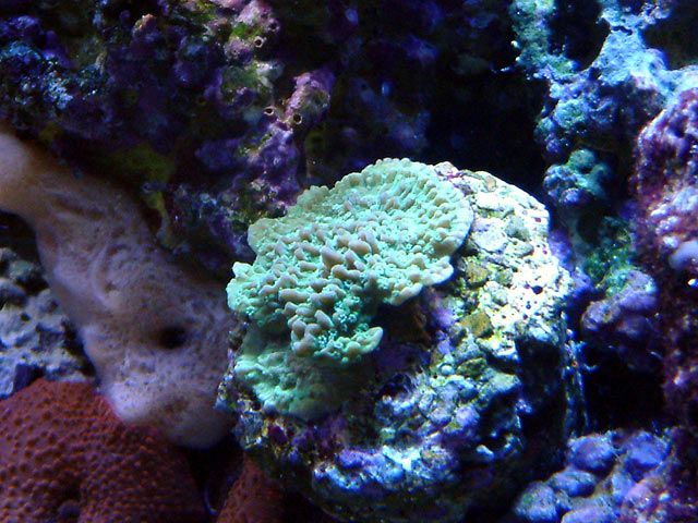 mcap_purple_rim_0811.jpg