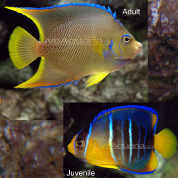 p-66830-Blue-Angelfish.jpg