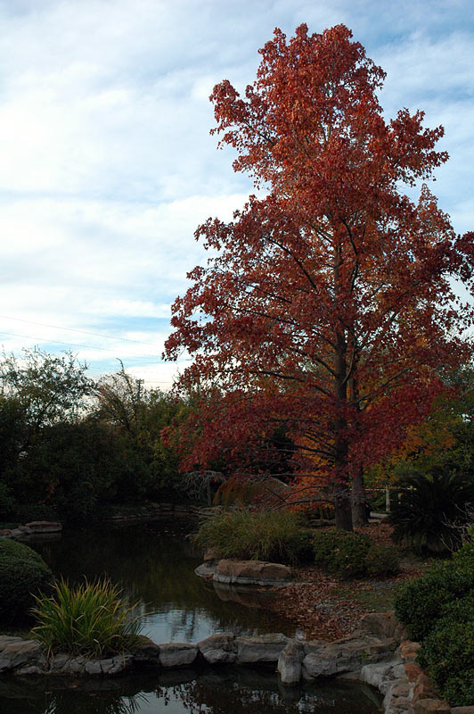 tall_tree_later.jpg