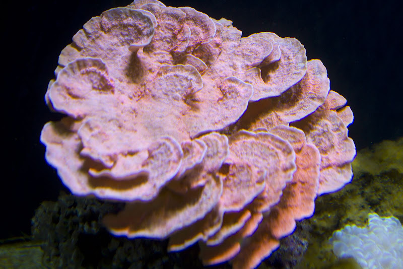 270-aquarium-6121.jpg
