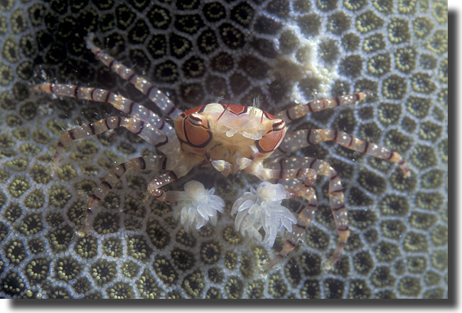 boxer19_anilao18.jpg