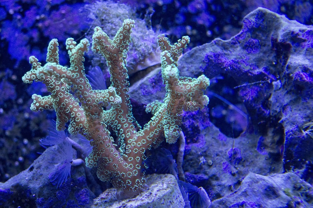 SPS1.jpg
