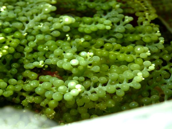 caulerpa1.jpg