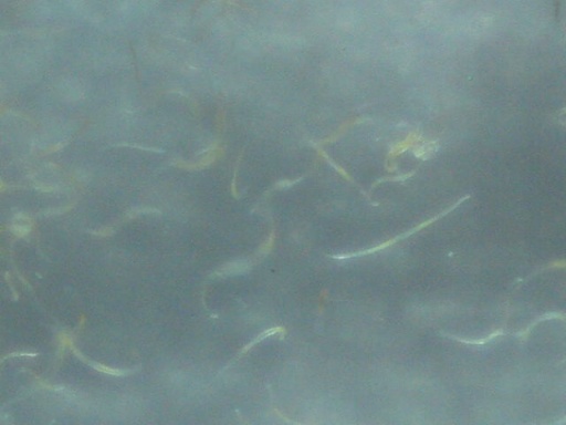 worm_1.jpg
