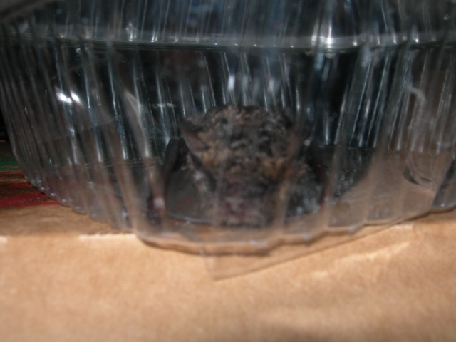 bat.jpg