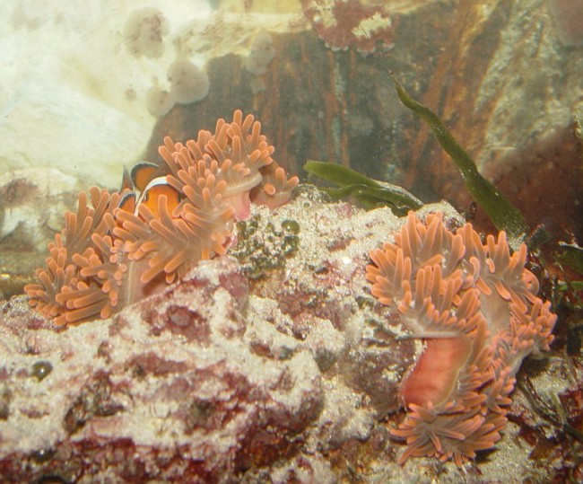 Dsc07670Clownanemones-vi.jpg