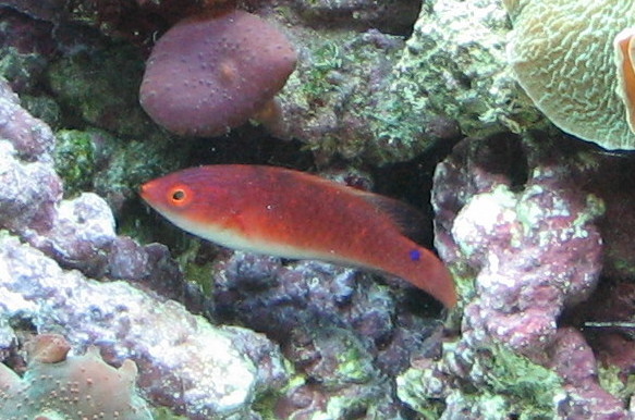 redwrasse.jpg