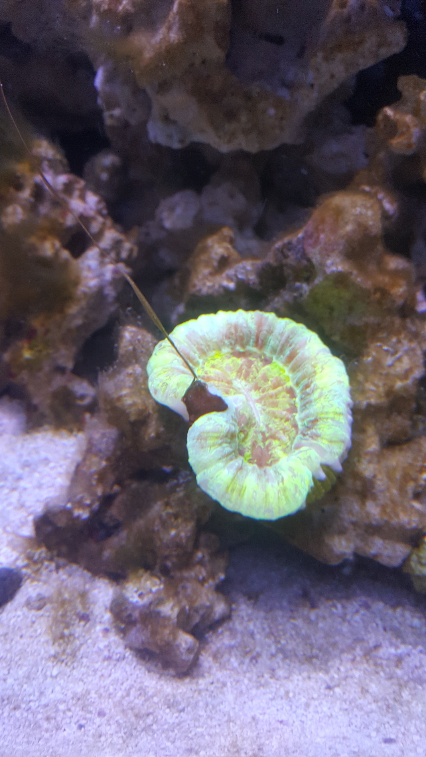 coral.jpg