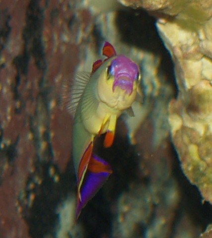 PurpleFirefish2.jpg