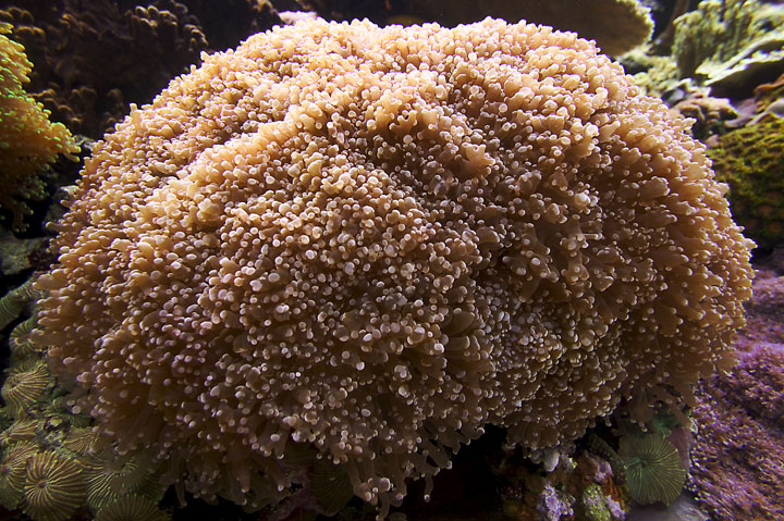 Frogspawn-Portrait.jpg
