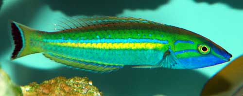 wrasse_blue_pencil-01.jpg