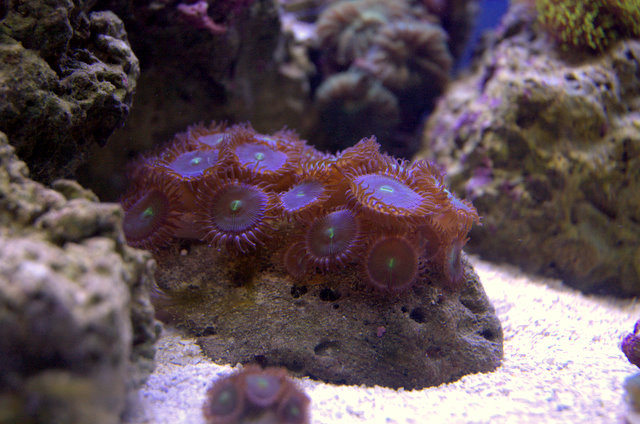 DSC_9245.jpg