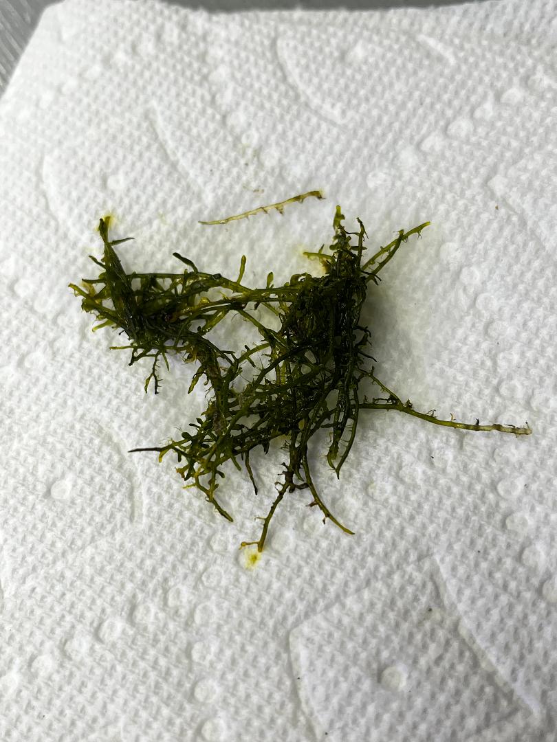 Close up seaweed.jpg