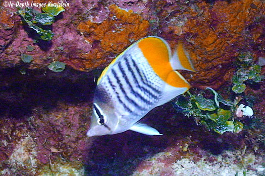Chaetodon-mertensii-k01-100813.jpg