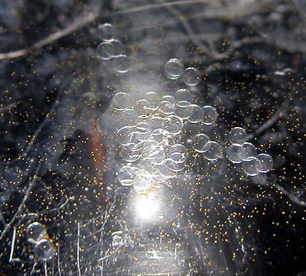 DSCN3093_47eggs.jpg