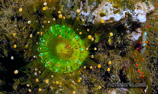 pseudocorynactis_caribbeorum_2.jpg