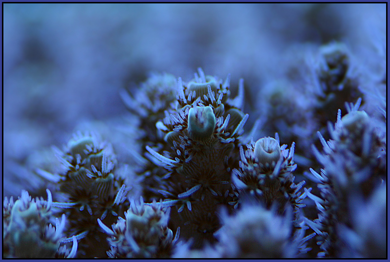 662_blue_acro.jpg