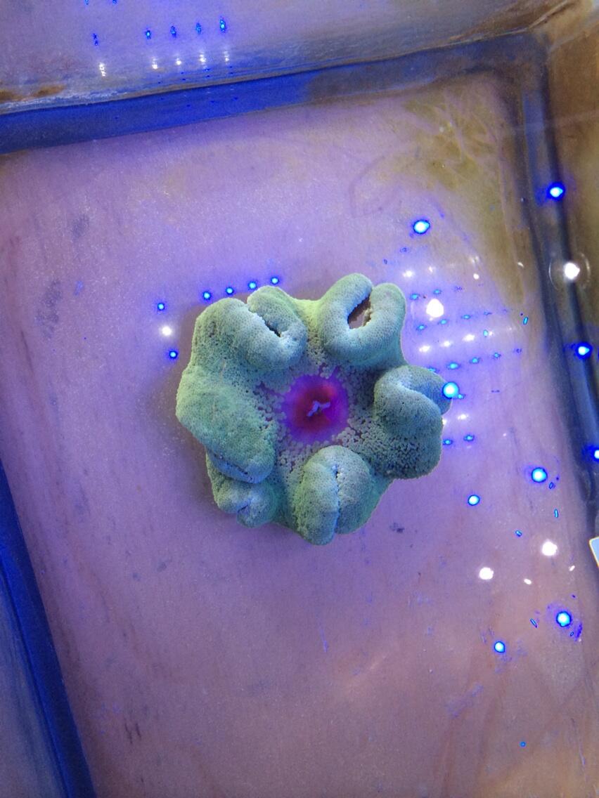 BpemMDsIUAANZ3T.jpg:large