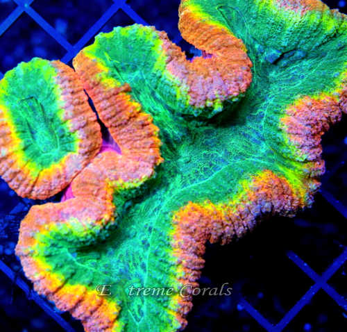 www.extremecorals.com