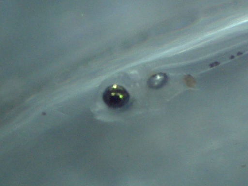 AL_192_4.jpg