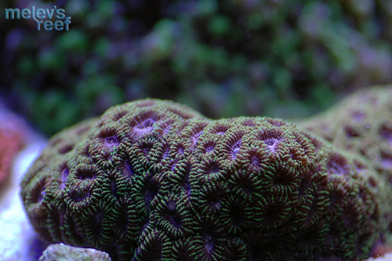 purple_favia_o.jpg