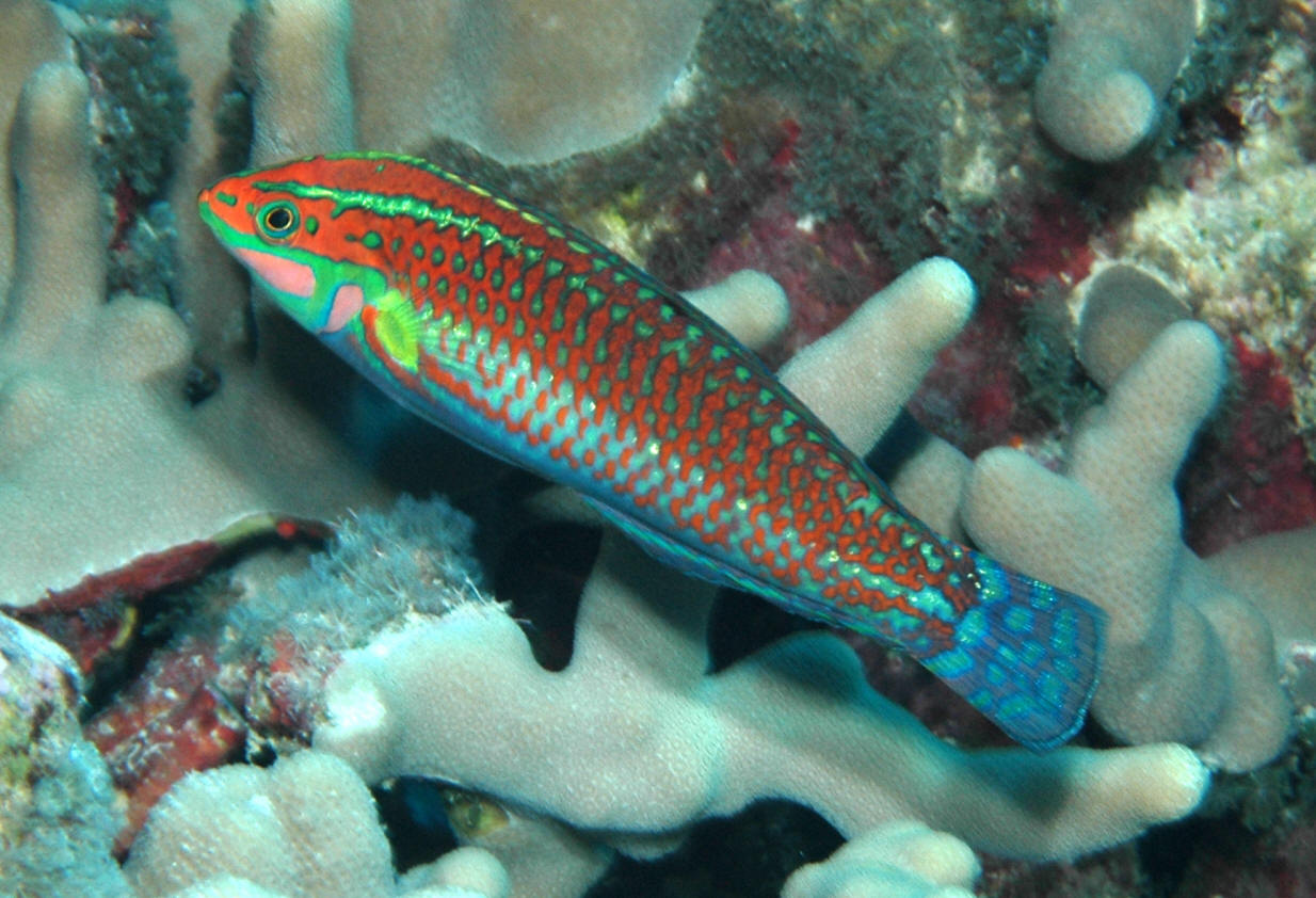 Halichoeres%20ornatissimus%20KON.JPG