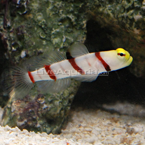 lg-39499-goby.jpg