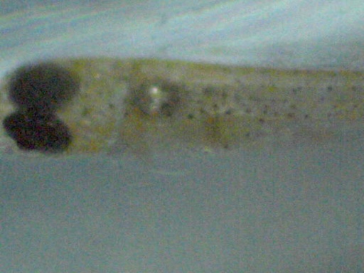 RSB_66_7.jpg