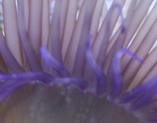 closeup.JPG