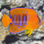 th-1202151-100Holacanthusclarionensis.jpg