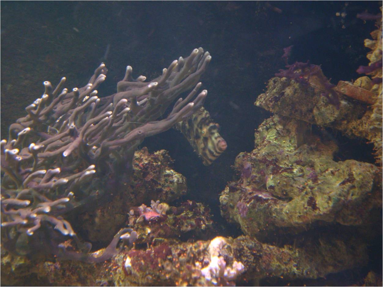finger-sponge-and-filefish-small.jpg