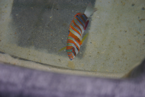 harlequin_tusk.jpg