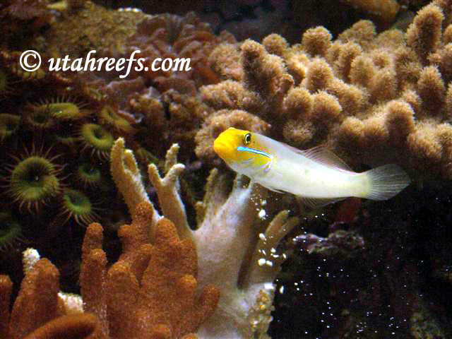 Yellow%20Head%20Sleeper%20Goby.JPG