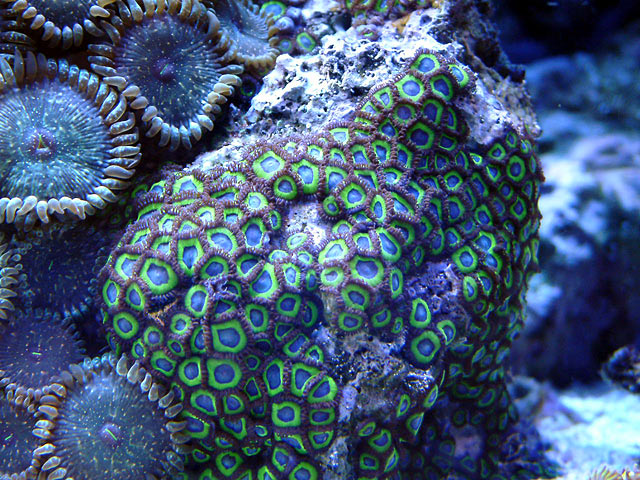 mean_greens_0811.jpg