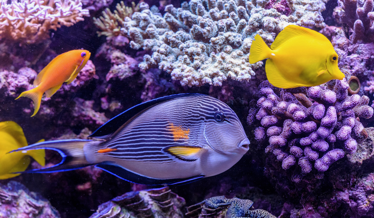 acanthurus-sohal.jpg